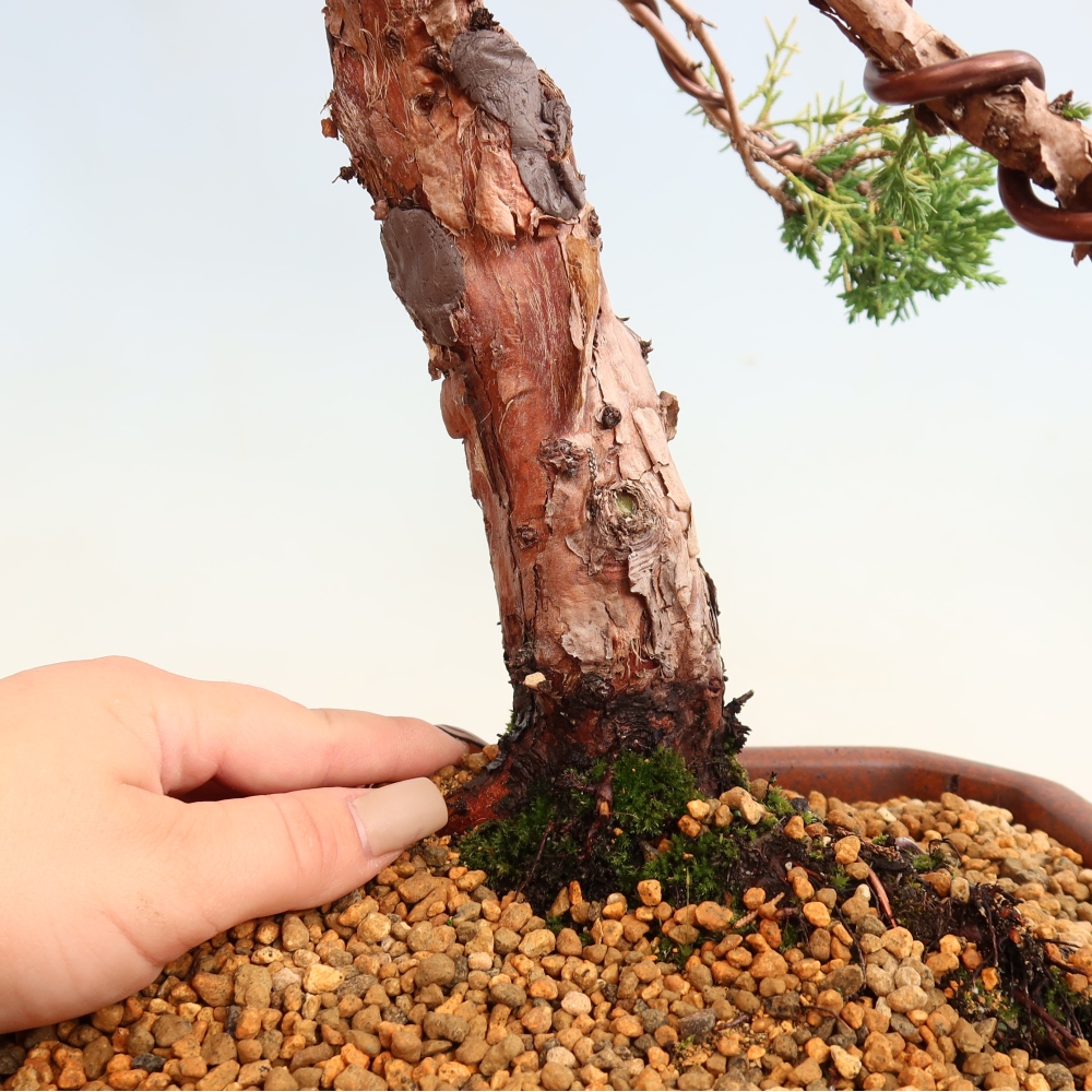 Venkovní bonsai - Juniperus chinensis Kishu -Jalovec čínský