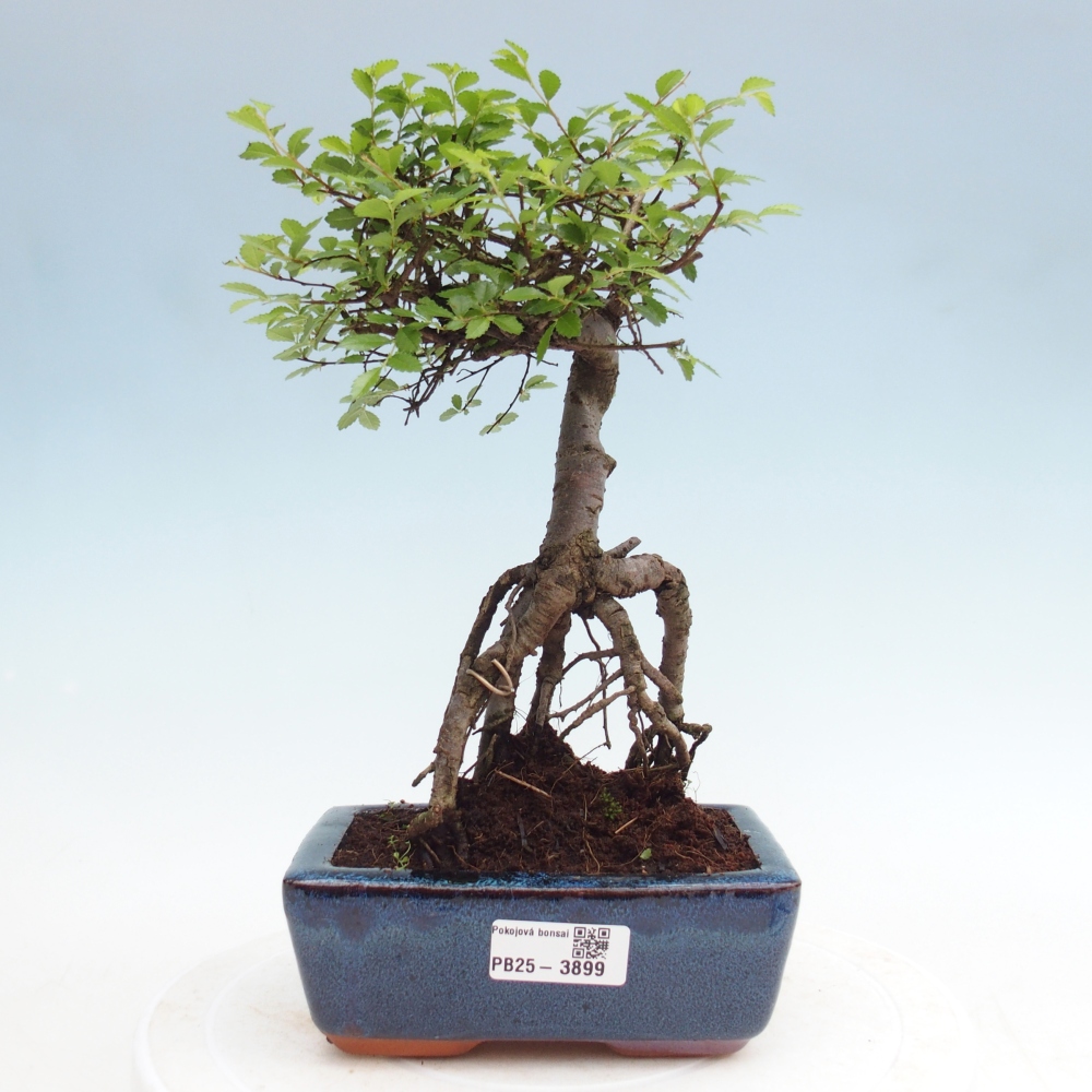 Pokojová bonsai - Ulmus parvifolia - Malolistý jilm