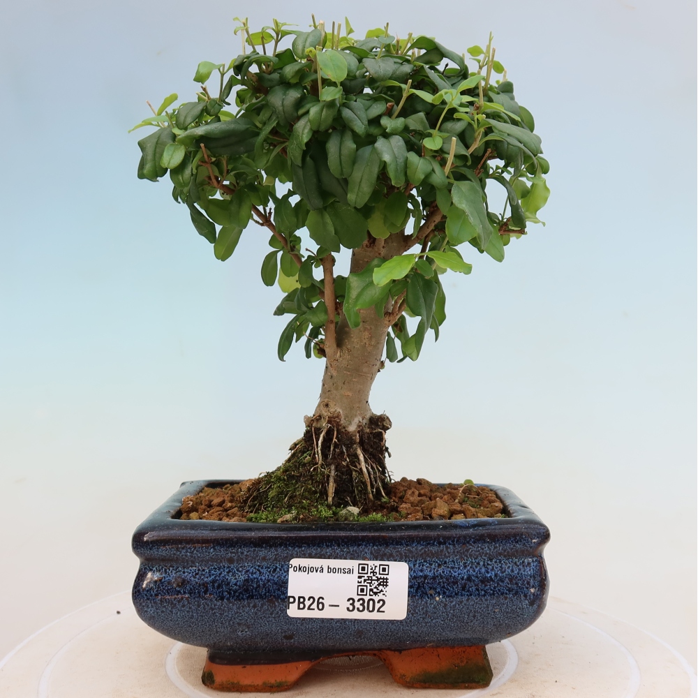 Pokojová bonsai -Ligustrum chinensis - Ptačí zob
