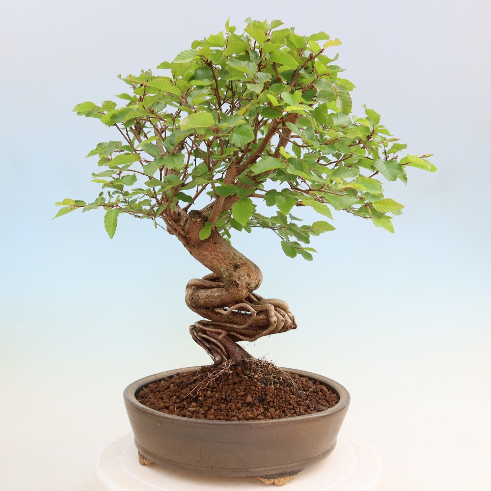 Venkovní bonsai -Carpinus coreana - Habr korejský