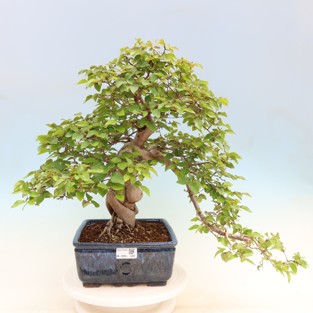 Venkovní bonsai -Carpinus Coreana - Habr korejský