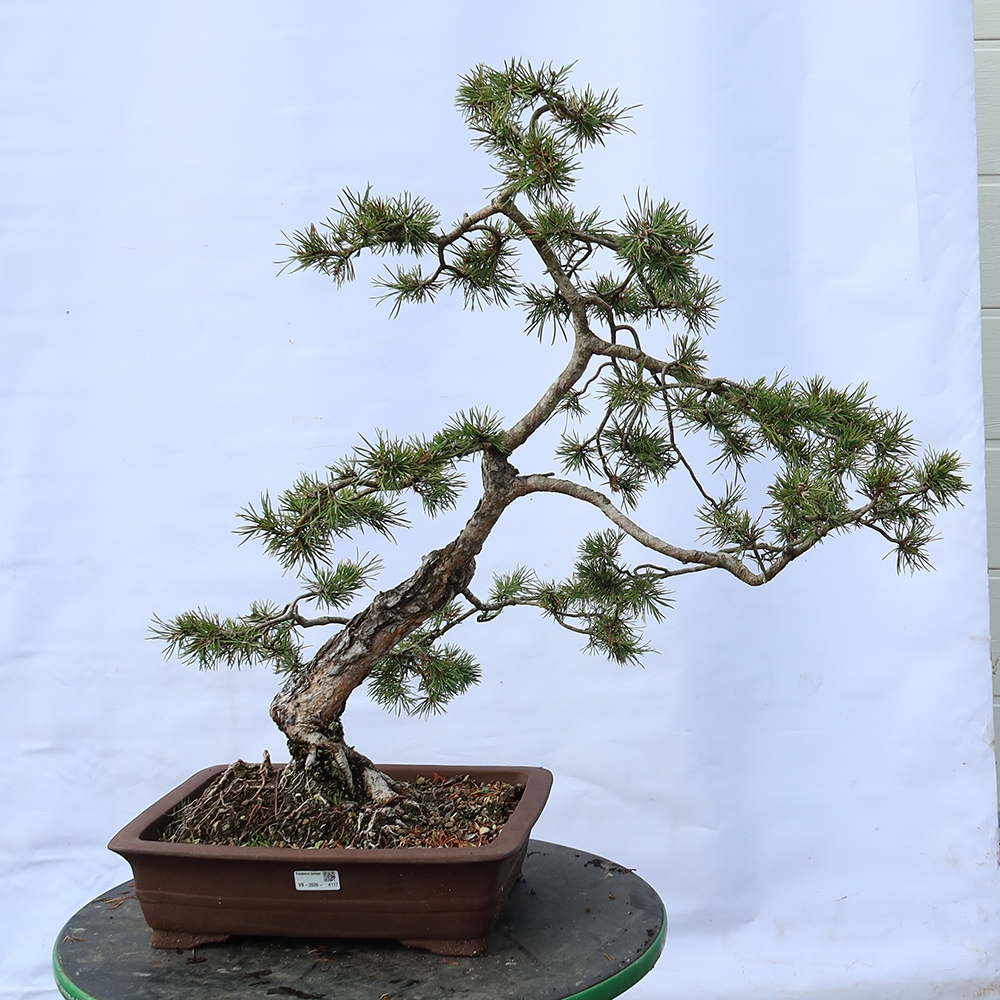 Pinus sylvestris Španělsko - borovice lesní