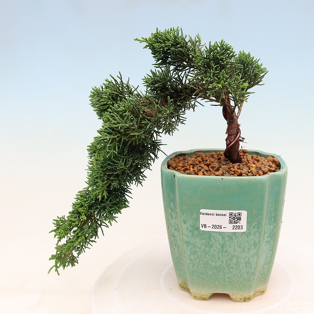 Venkovní bonsai - Juniperus chinensis Kishu -Jalovec čínský