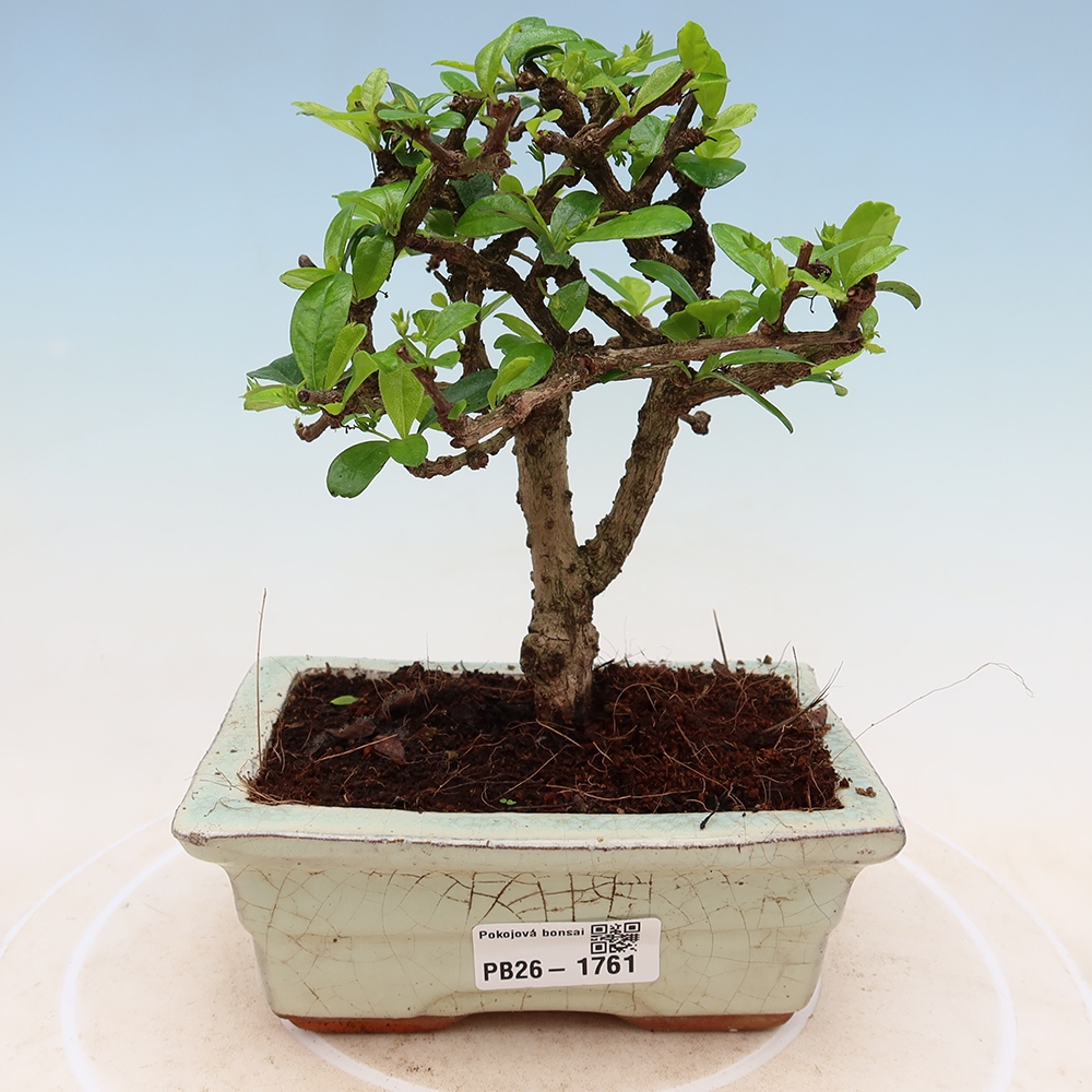 Pokojová bonsai - Carmona macrophylla - Čaj fuki