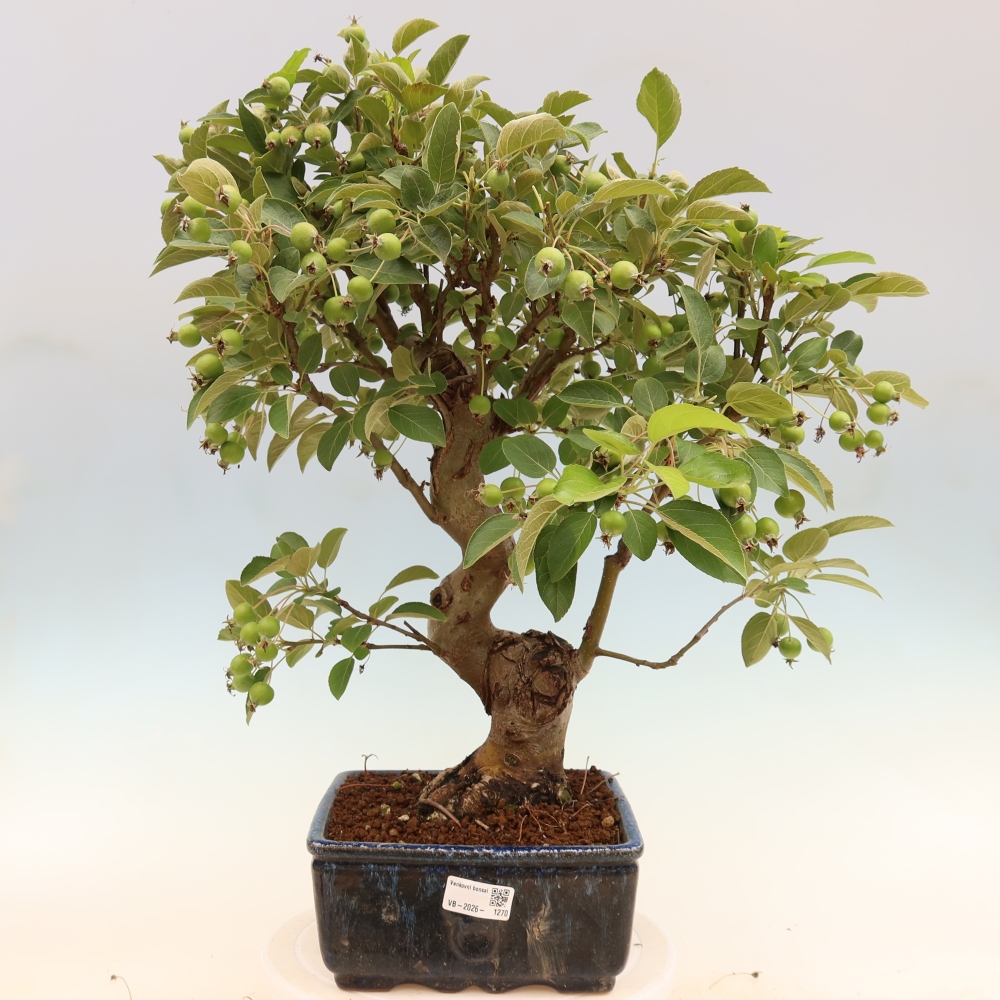 Venkovní bonsai -Malus halliana - Maloplodá jabloň