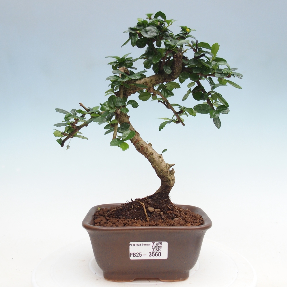 Pokojová bonsai - Carmona macrophylla - Čaj fuki