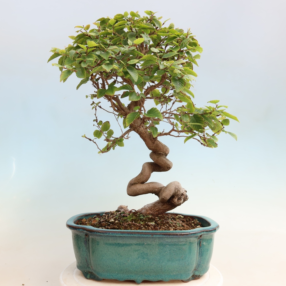 Venkovní bonsai -Carpinus CARPINOIDES - Habr korejský