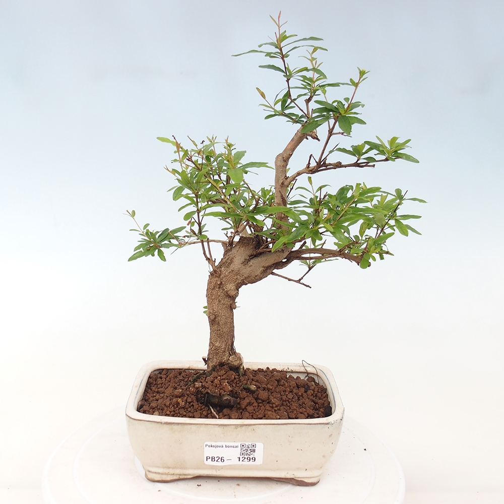 Pokojová bonsai-PUNICA granatum nana-Granátové jablko