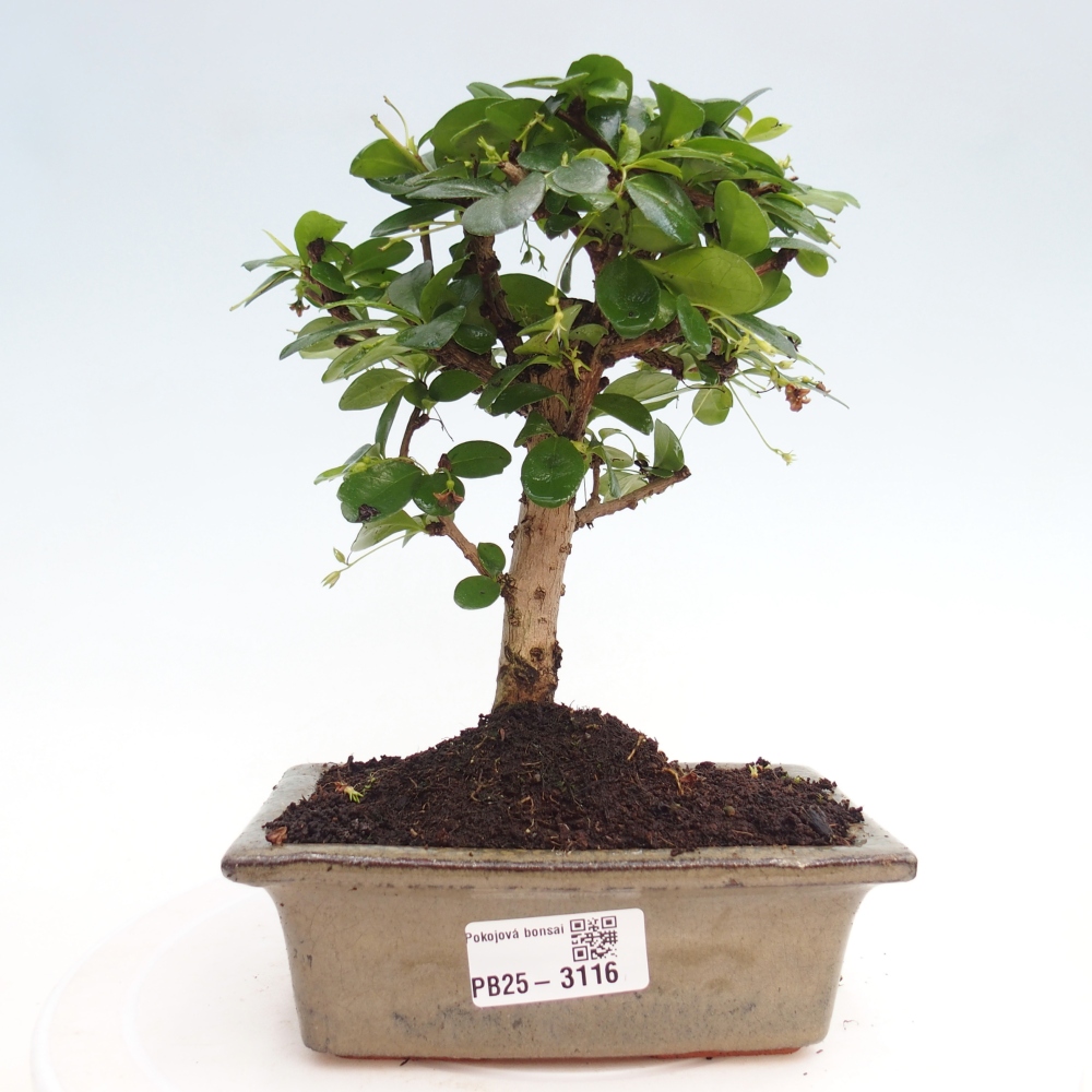 Pokojová bonsai - Carmona macrophylla - Čaj fuki