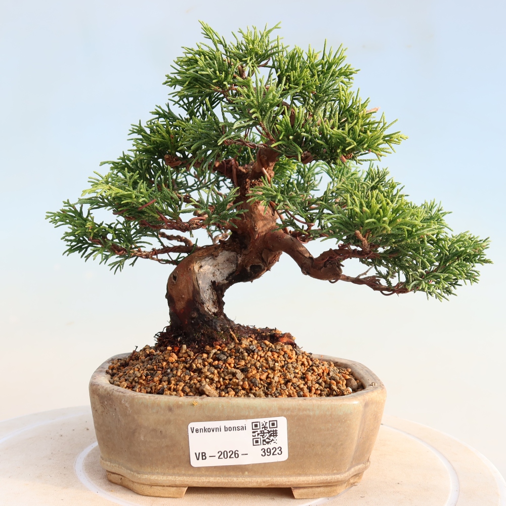Venkovní bonsai - Juniperus chinensis Itoigawa -Jalovec čínský