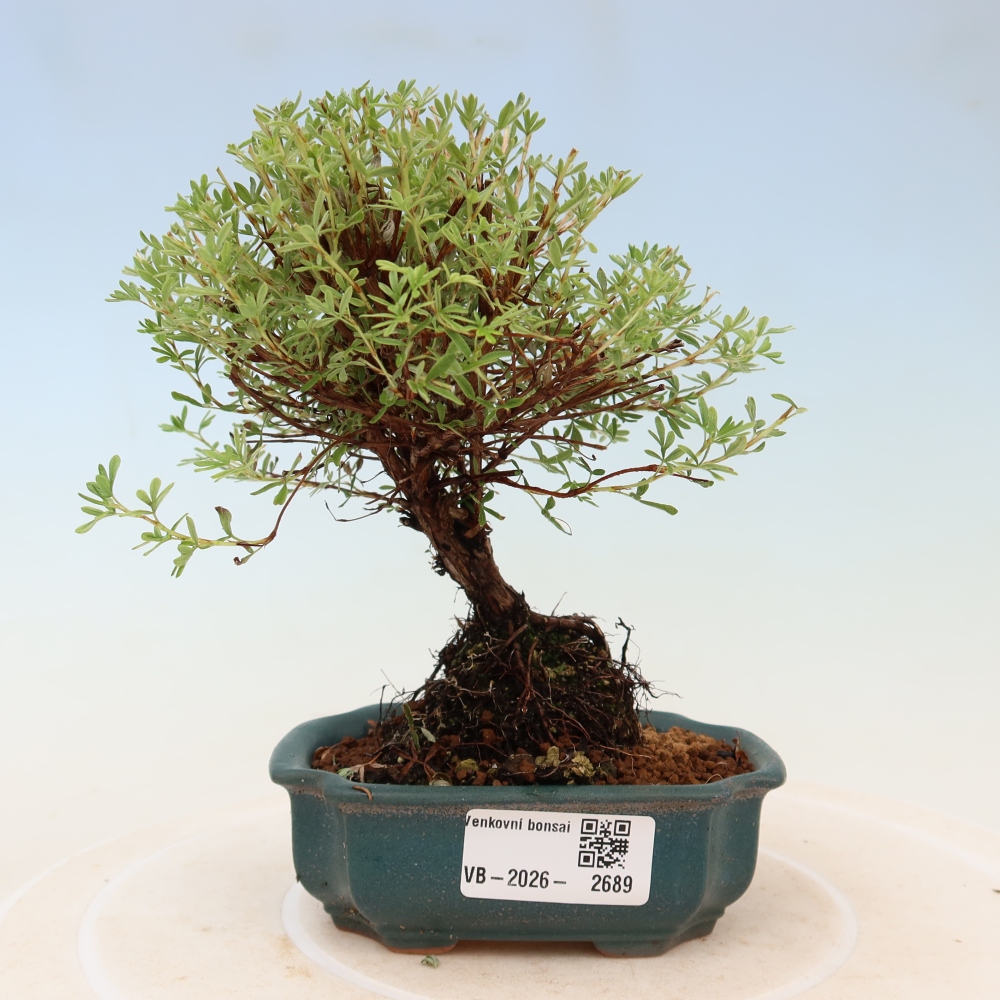 Venkovní bonsai-Mochna křovitá - potentila fruticosa Goldkissen