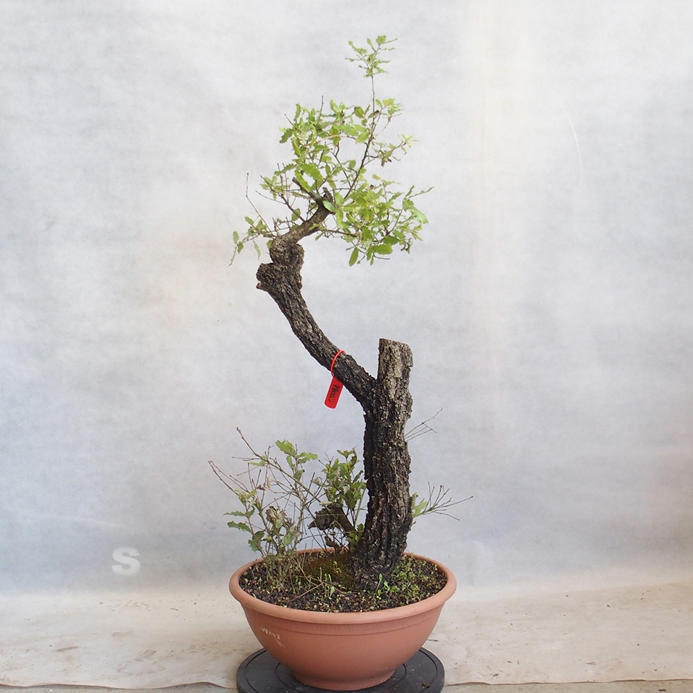 Venkovní bonsai Quercus Cerris - Dub Cer