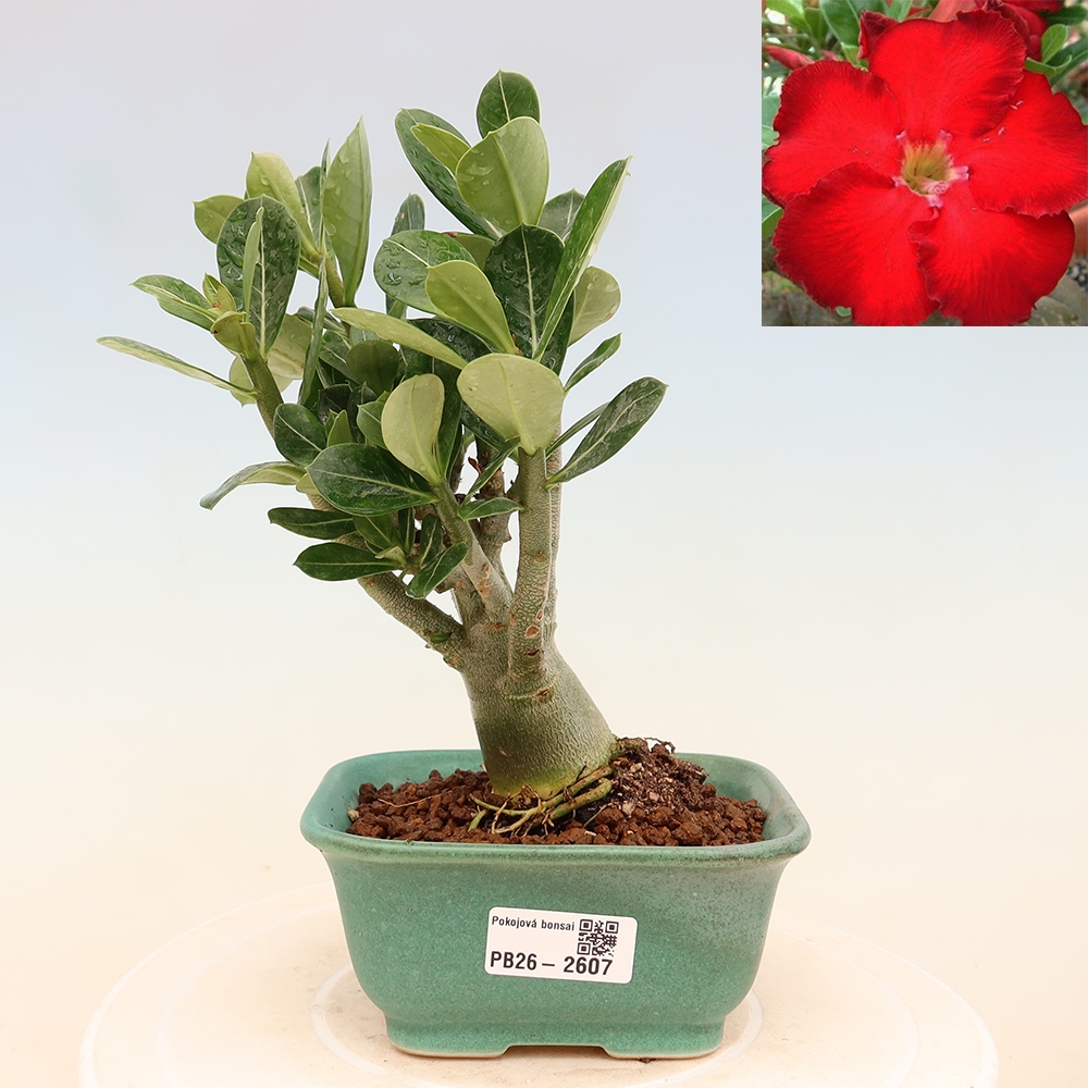 Pokojová bonsai - Adenium obesum Red Star - Pouštní růže