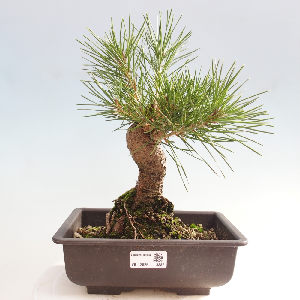Venkovní bonsai - Pinus thunbergii - Borovice thunbergova
