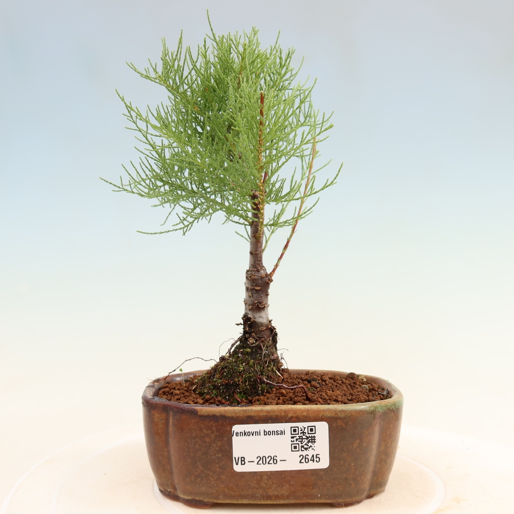 Venkovní bonsai - Tamaryšek - Tamarix