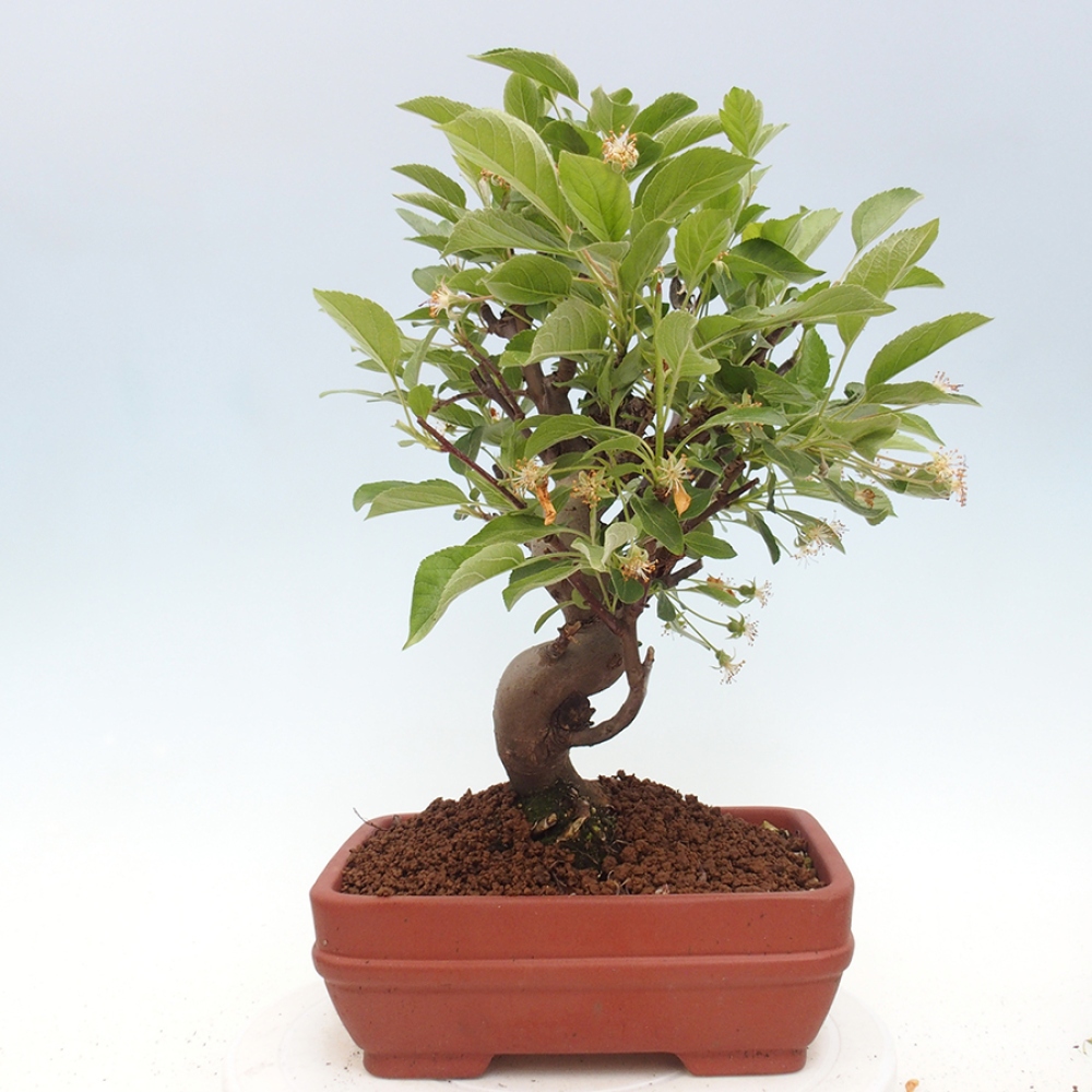 Venkovní bonsai -Malus halliana - Maloplodá jabloň