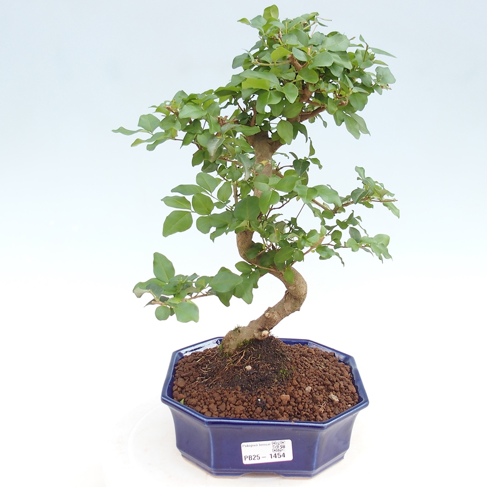 Pokojová bonsai -Ligustrum chinensis - Ptačí zob