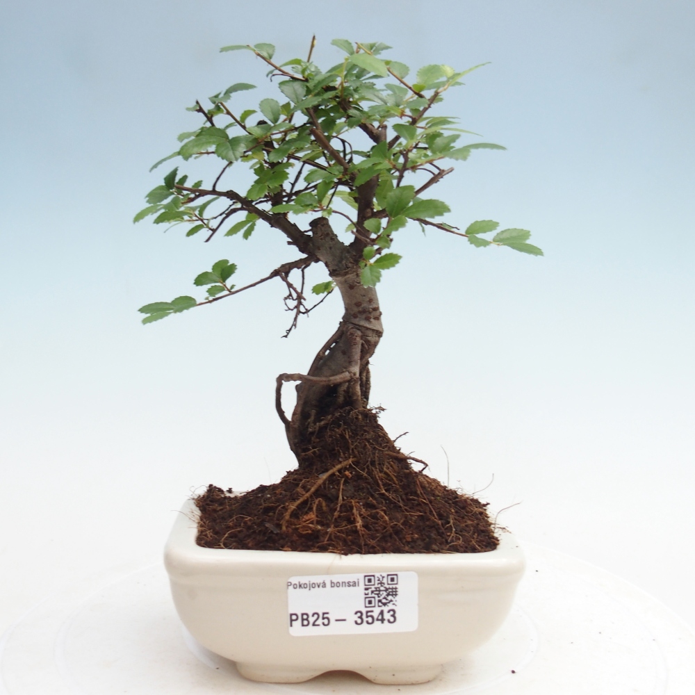 Pokojová bonsai - Ulmus parvifolia - Malolistý jilm