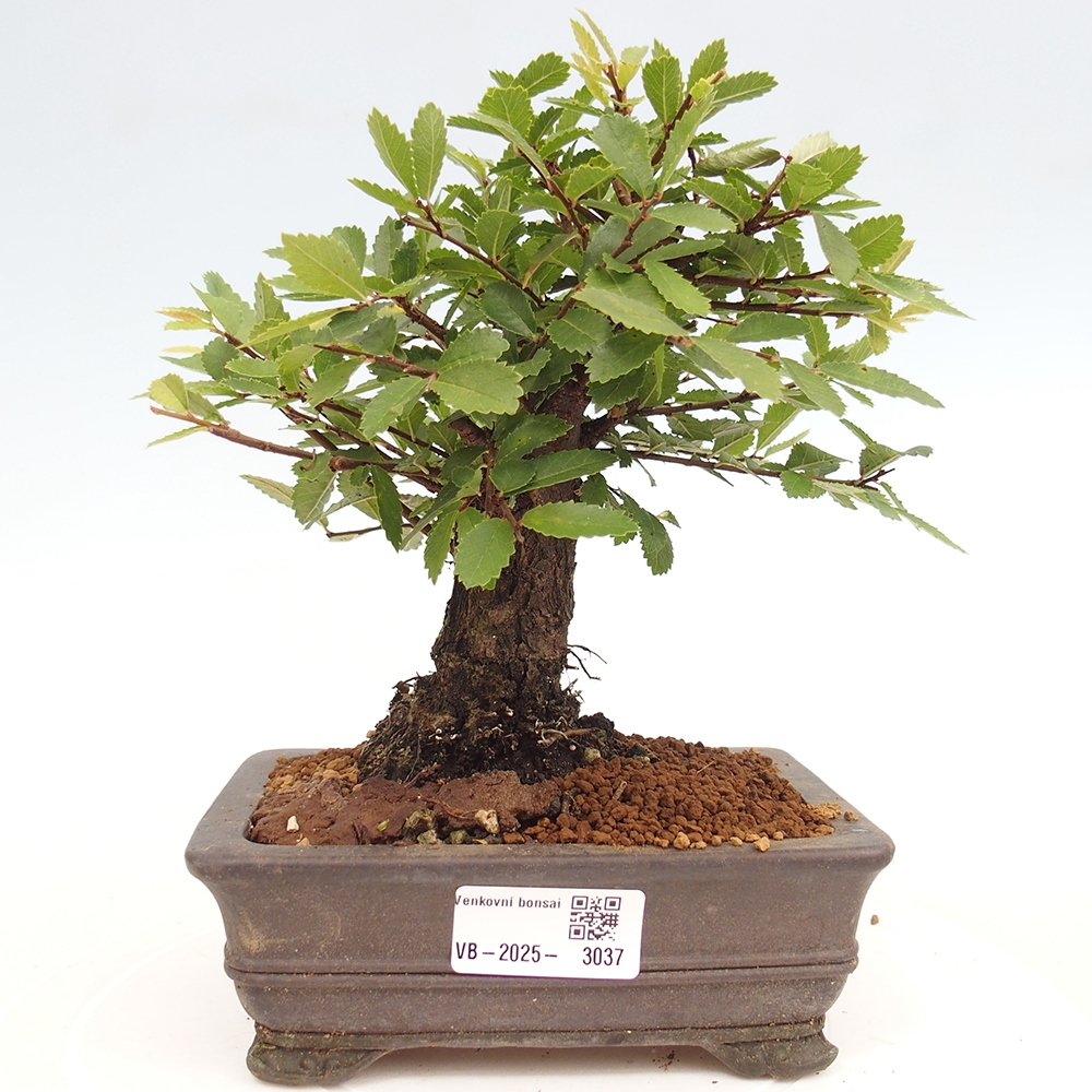 Venkovní bonsai - Zelkova - Zelkova NIRE