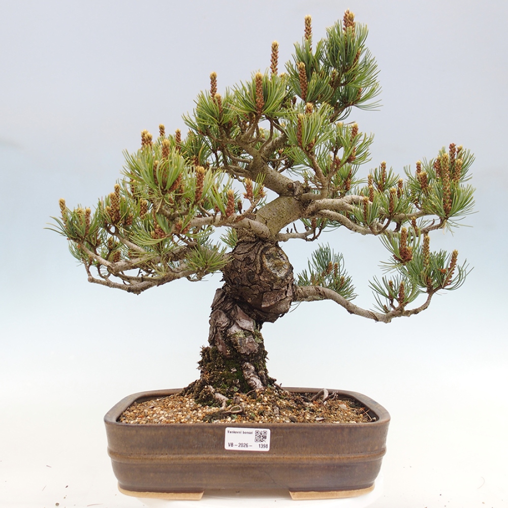 Venkovní bonsai - Pinus parviflora - Borovice drobnokvětá