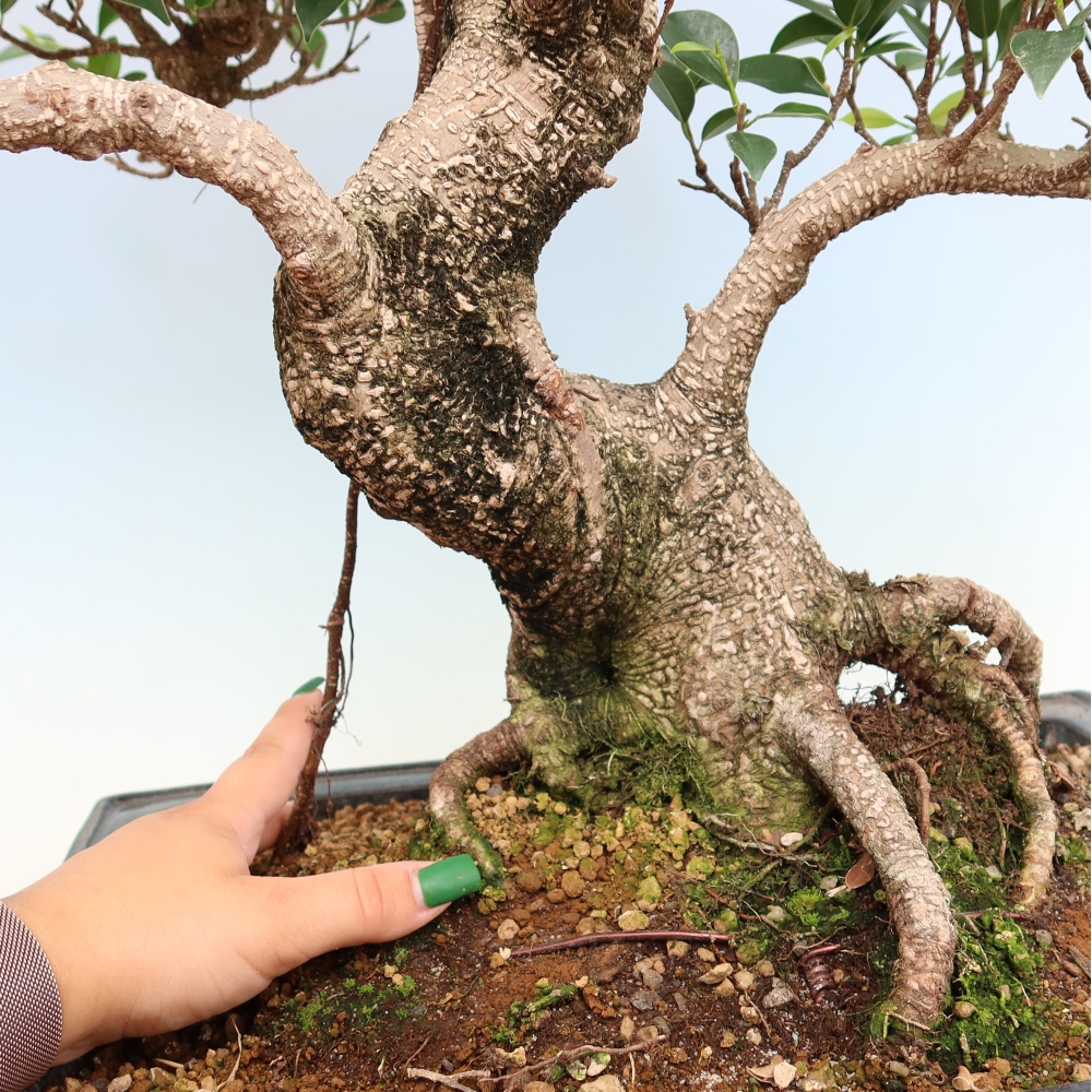 Pokojová bonsai - Ficus kimmen -  malolistý fíkus