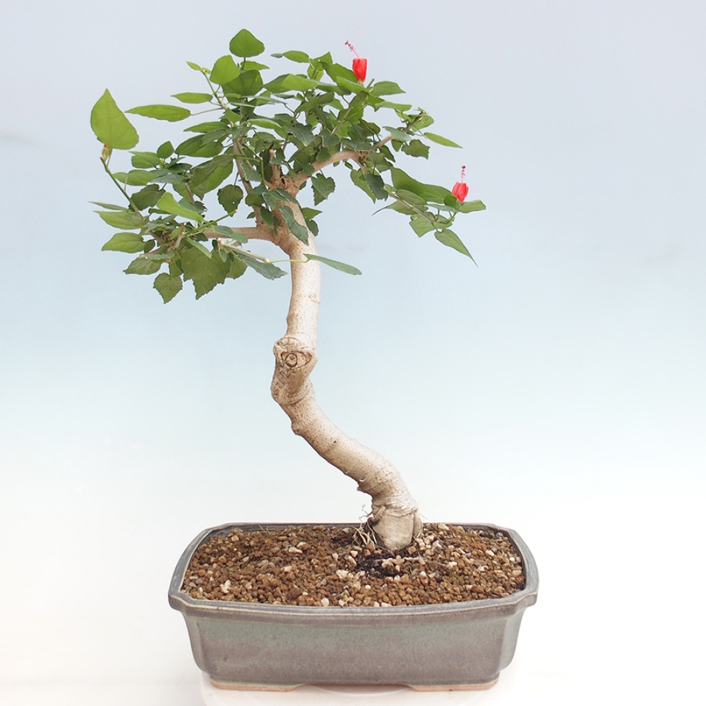 Pokojová bonsai - Malvaviscus arboreus - ibiškovec dřevnatý