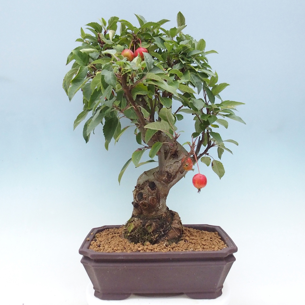 Venkovní bonsai -Malus halliana - Maloplodá jabloň