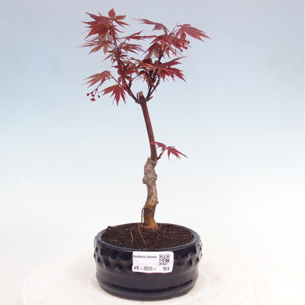 Venkovní bonsai - Acer palm. Atropurpureum-Javor dlanitolistý