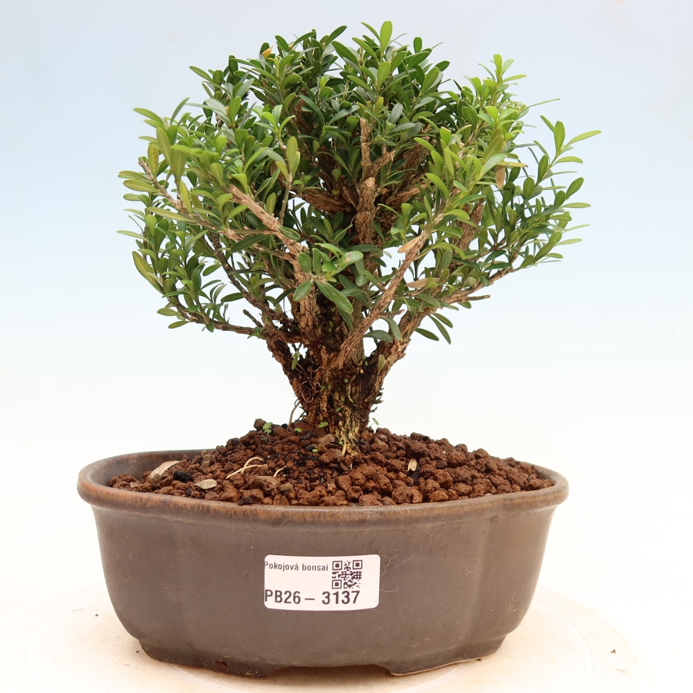Pokojová bonsai - Buxus harlandii -korkový buxus