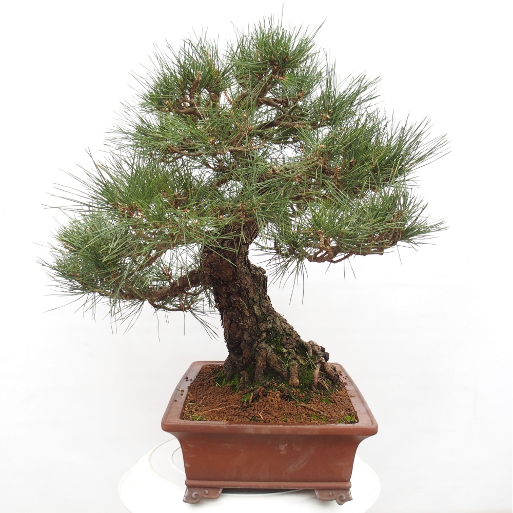 Venkovní bonsai - Pinus thunbergii - Borovice thunbergova