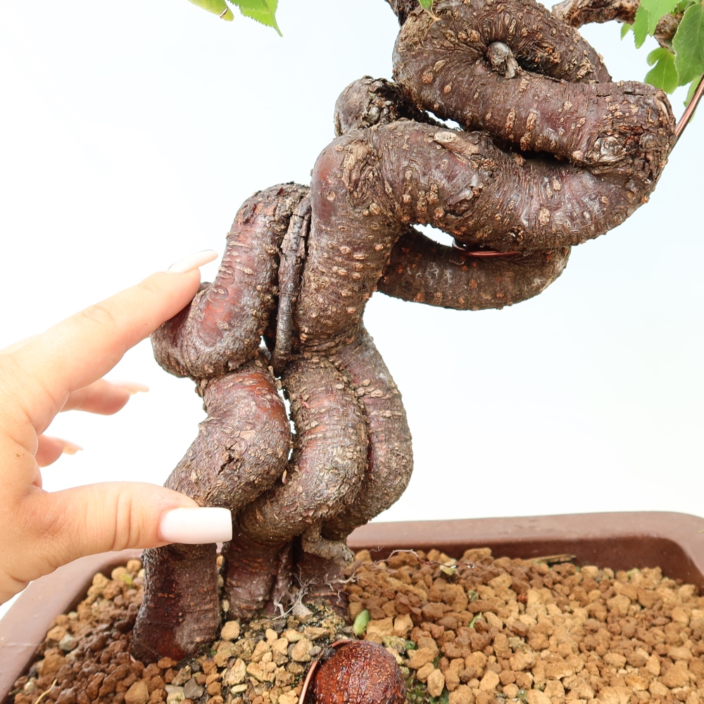 Venkovní bonsai -Japonská meruňka - Prunus Mume