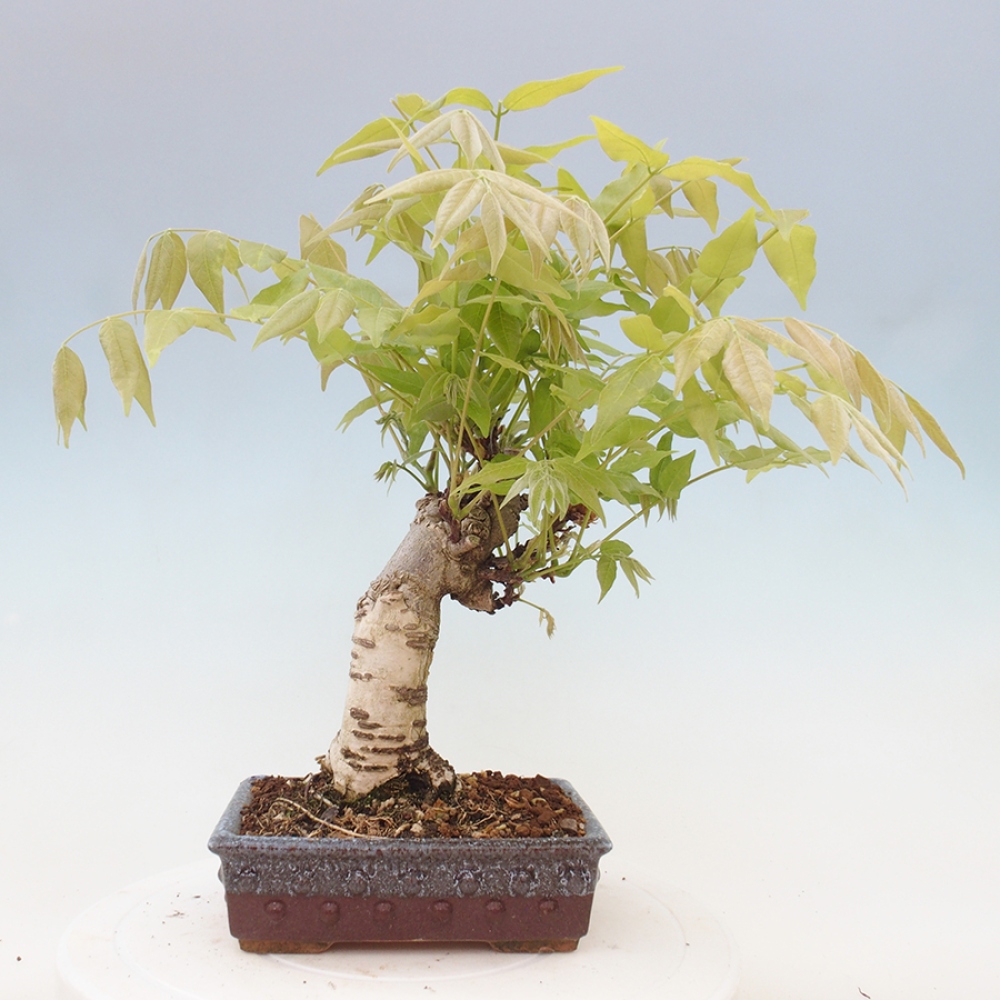 Venkovní bonsai - Vistarie květnatá - Wisteria floribunda