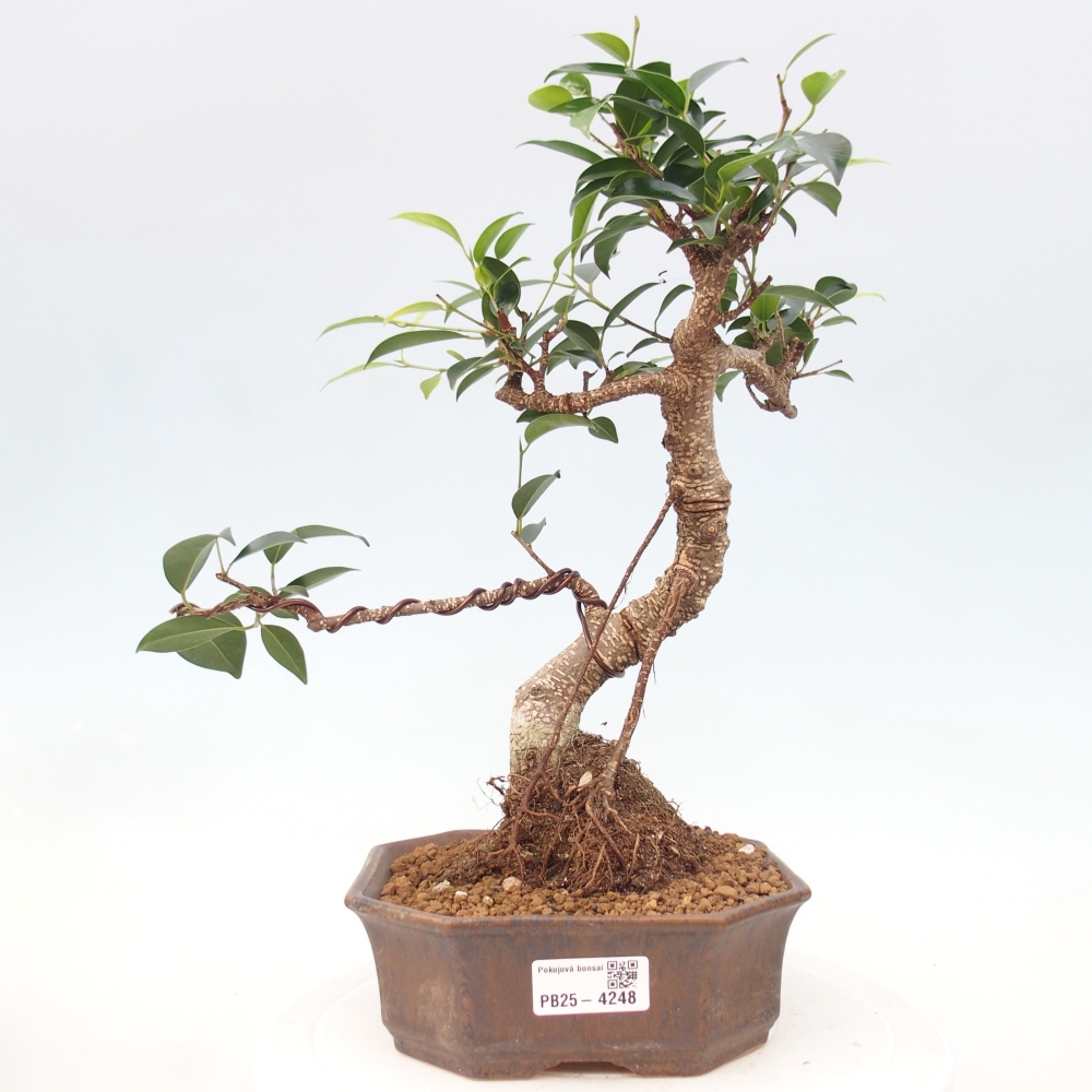 Pokojová bonsai - Ficus retusa -  malolistý fíkus