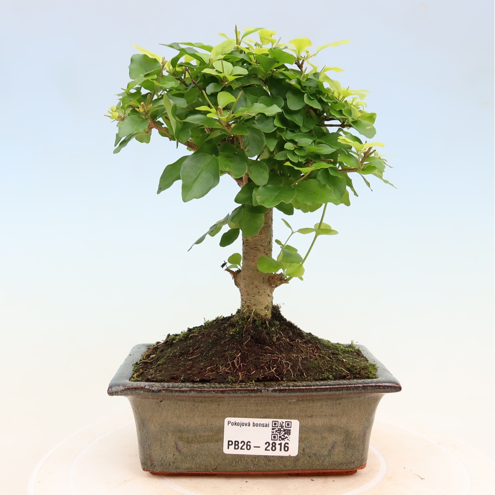Pokojová bonsai -Ligustrum chinensis - Ptačí zob