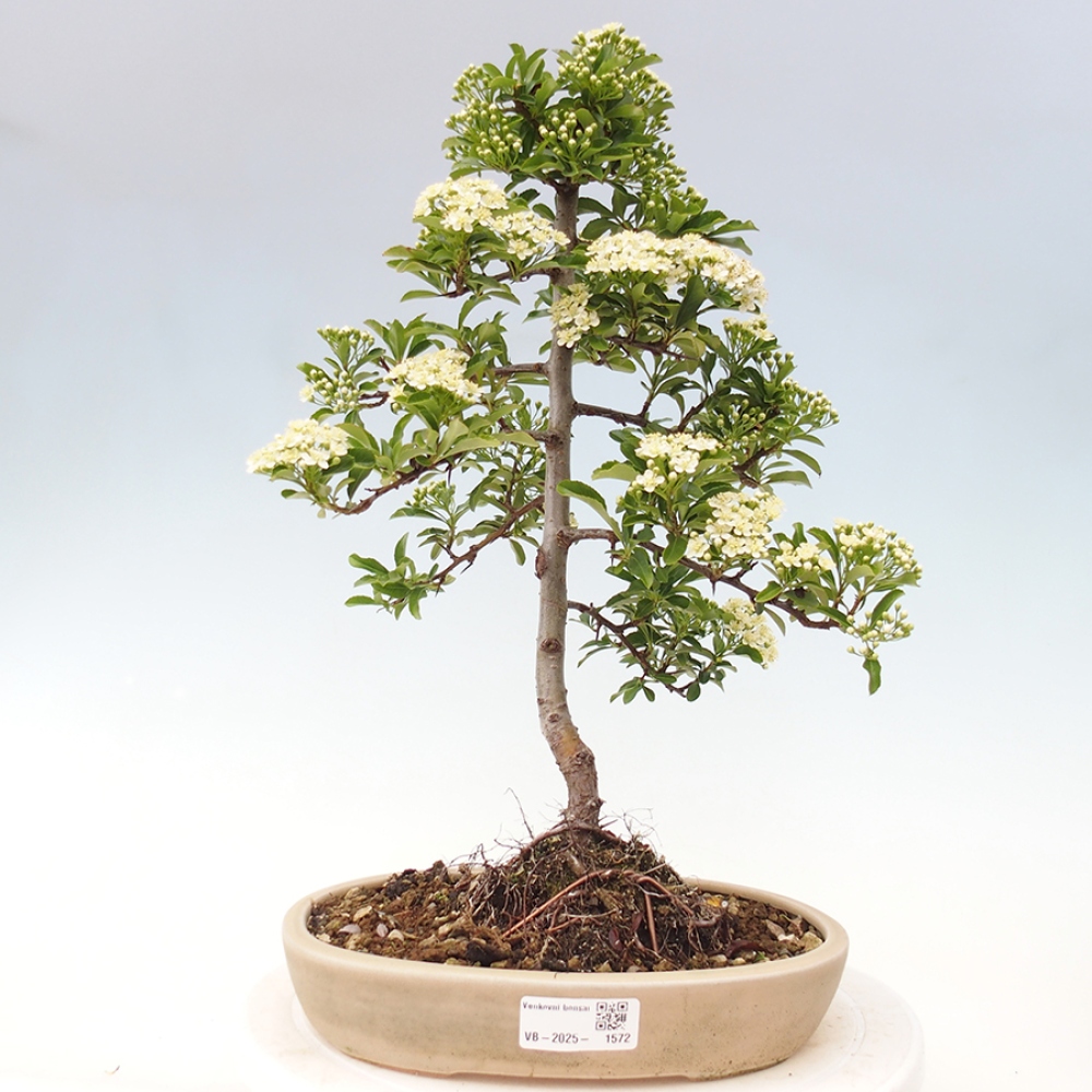 Venkovní bonsai-Pyracanta Teton -Hlohyně