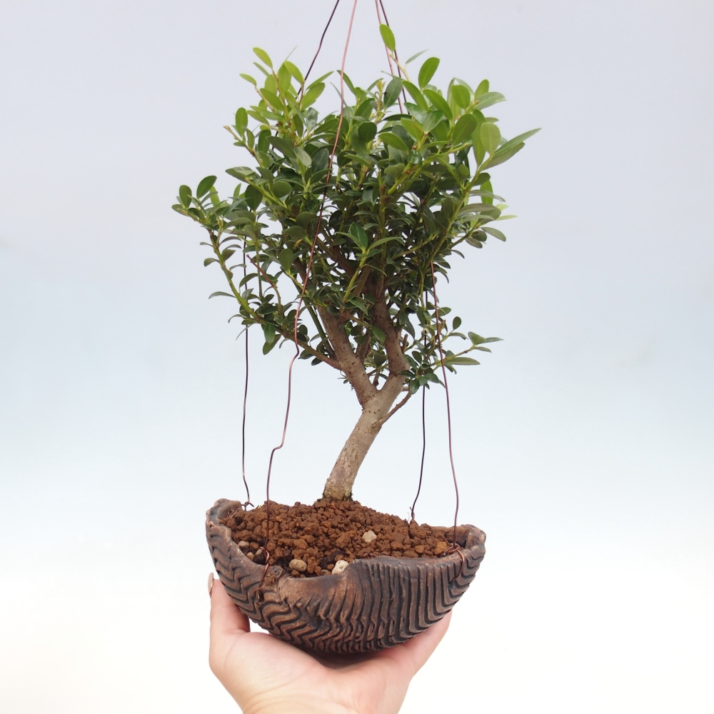 Kokedama v keramice - Ilex crenata - Cesmína
