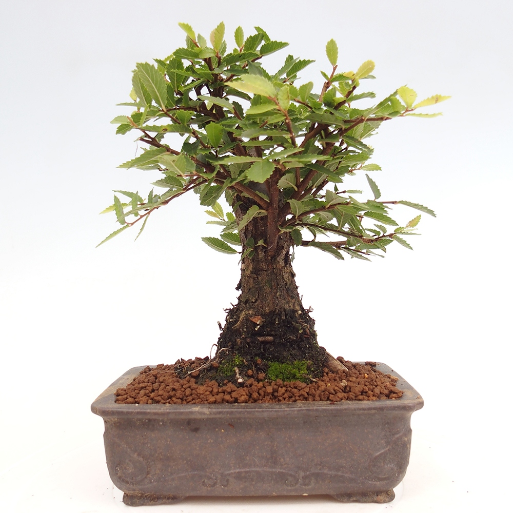 Venkovní bonsai - Zelkova - Zelkova NIRE