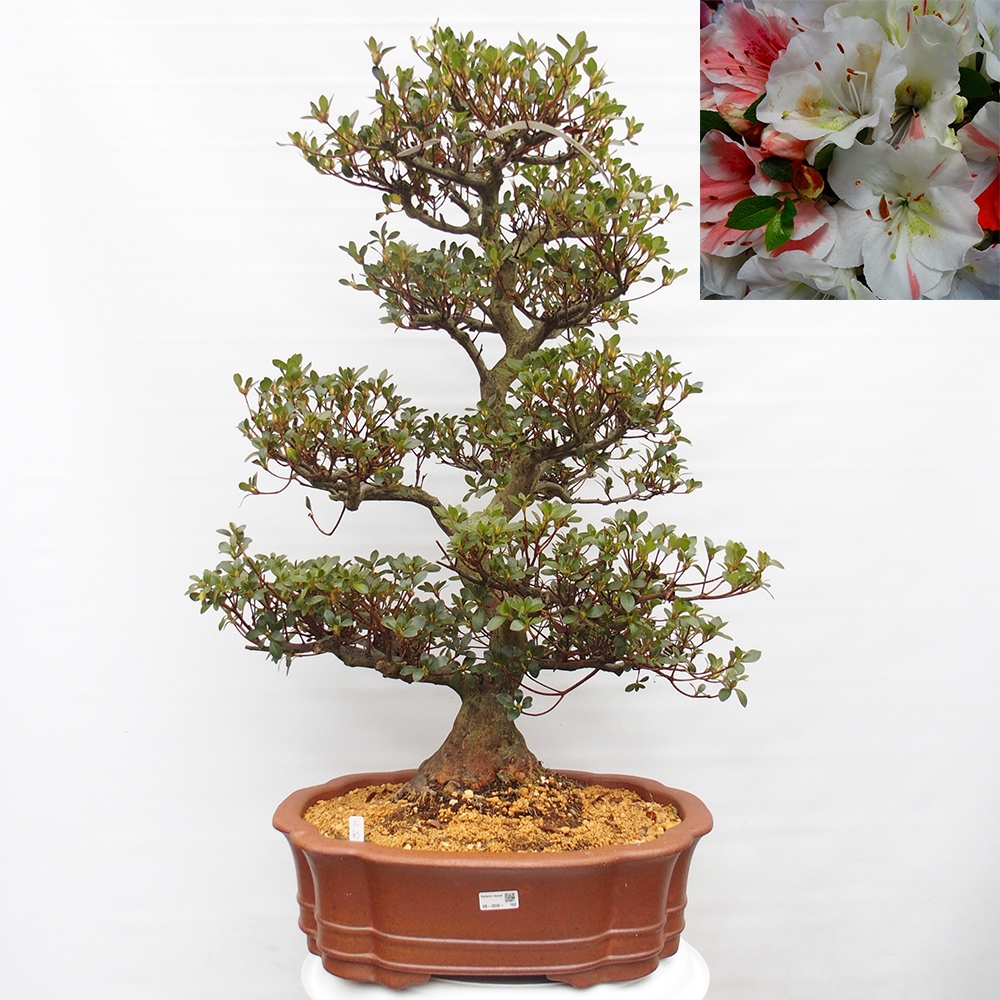 Venkovní bonsai - Japonská azalka - Azalea Sansei