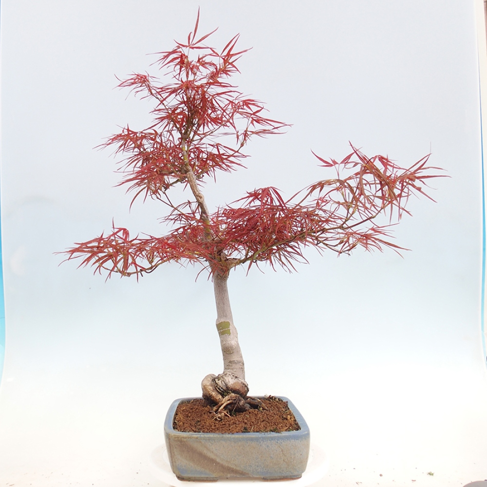 Venkovní bonsai - Javor dlanitolistý - Acer palmatum RED PYGMY