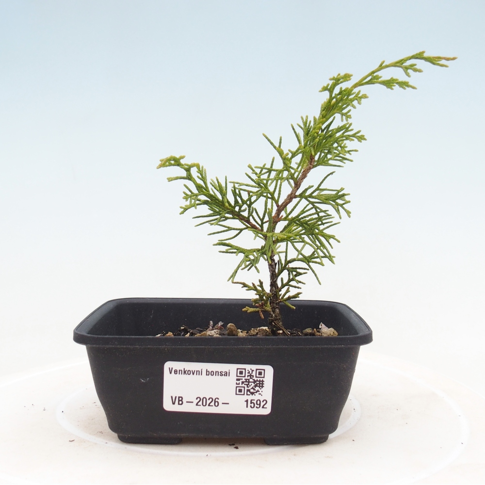Venkovní bonsai - Juniperus chinensis Itoigawa -Jalovec čínský