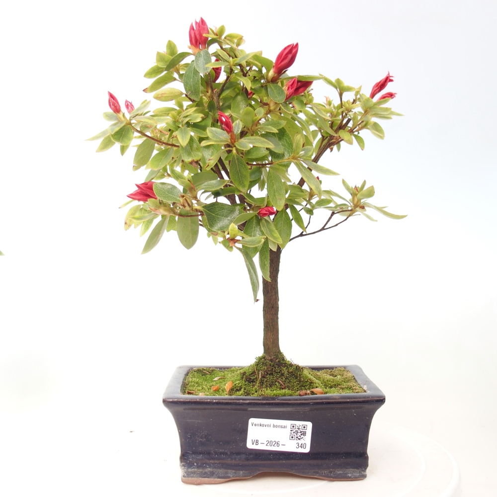 Venkovní bonsai - Japonská azalka - Azalea sp.