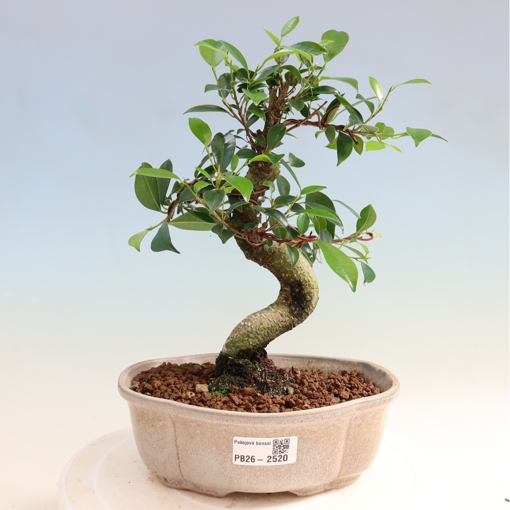Pokojová bonsai - Ficus retusa -  malolistý fíkus