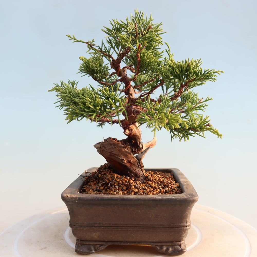 Venkovní bonsai - Juniperus chinensis Itoigawa -Jalovec čínský