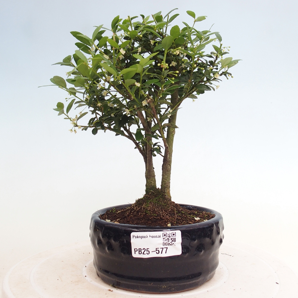 Pokojová bonsai - Ilex crenata - Cesmína