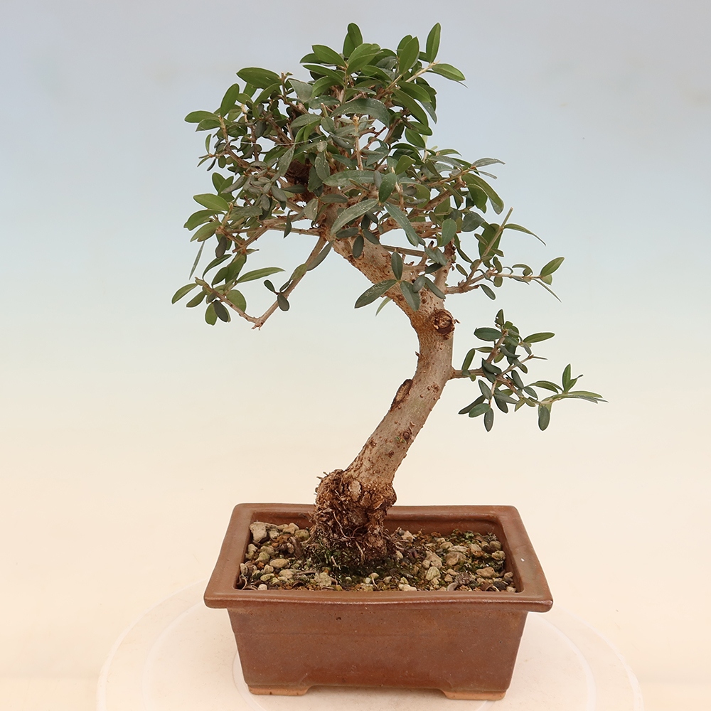 Pokojová bonsai - Olea europaea sylvestris -Oliva evropská drobnolistá