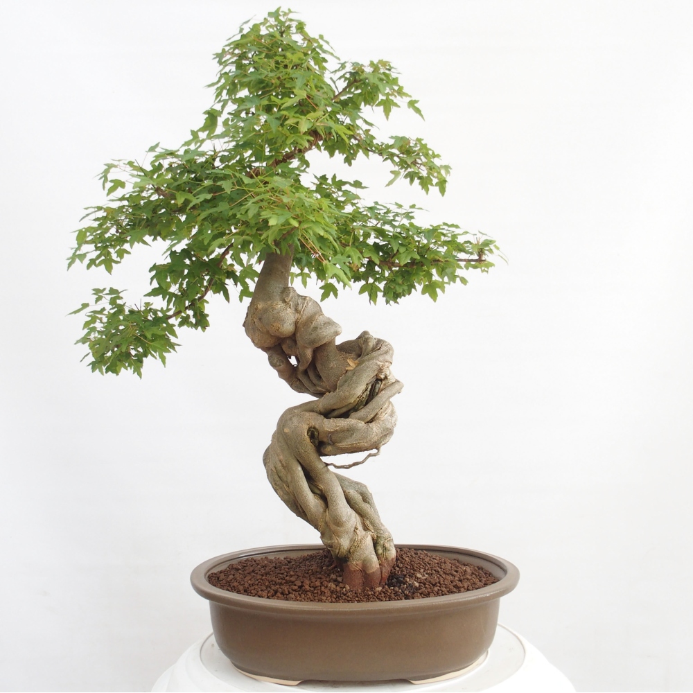 Venkovní bonsai - Acer Buergerianum - Javor Burgerův