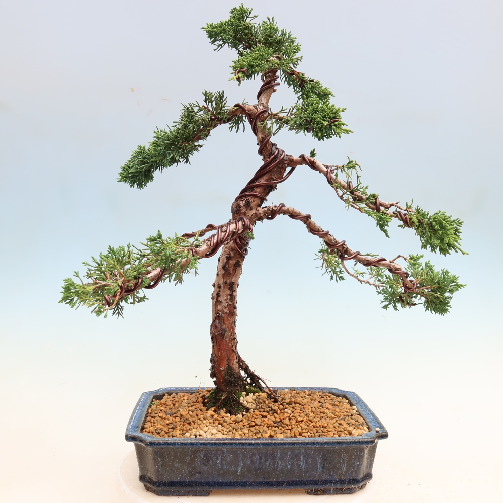 Venkovní bonsai - Juniperus chinensis Kishu -Jalovec čínský