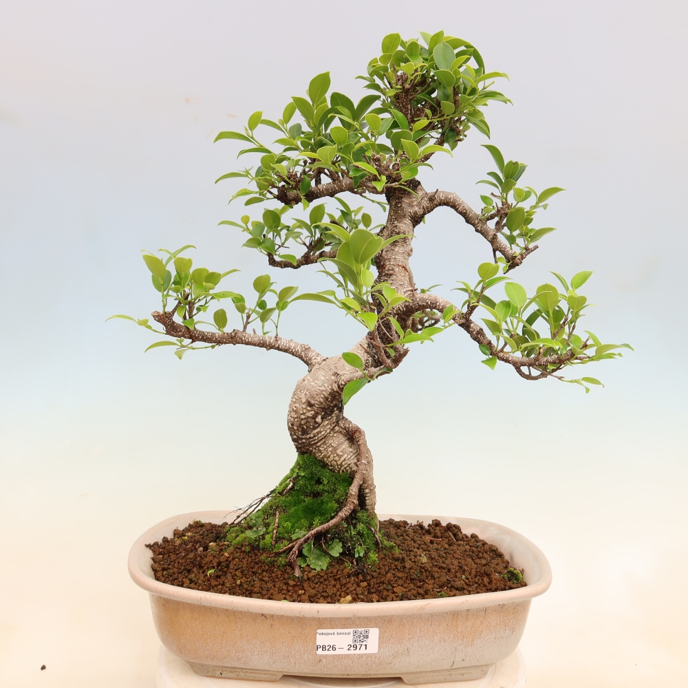 Pokojová bonsai - Ficus kimmen -  malolistý fíkus