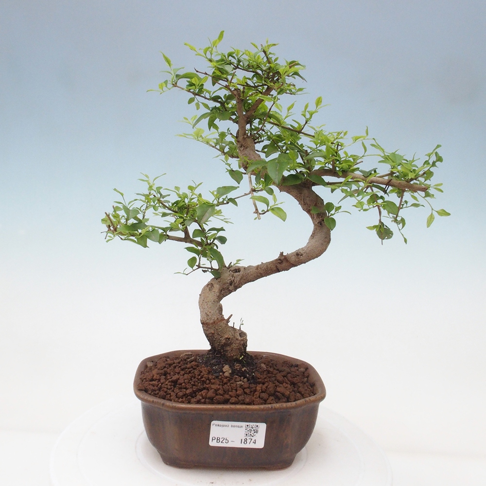 Pokojová bonsai -Ligustrum chinensis - Ptačí zob