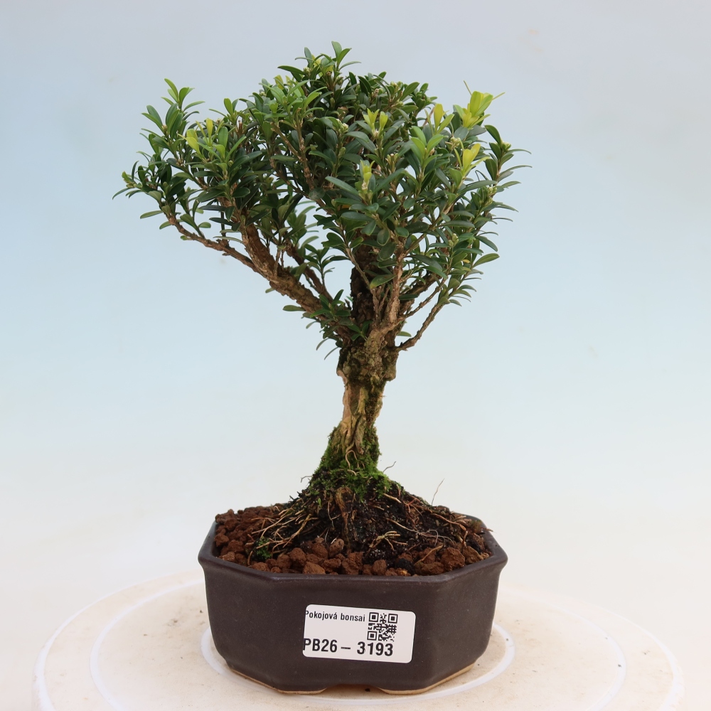 Pokojová bonsai - Buxus harlandii -korkový buxus